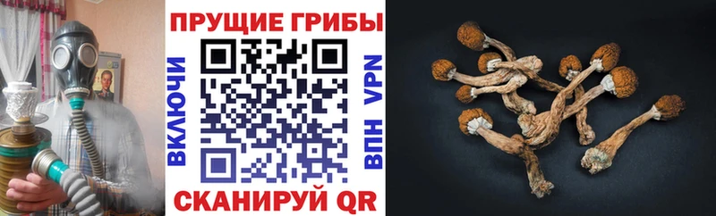 Псилоцибиновые грибы Psilocybine cubensis  купить наркотики сайты  Новый Оскол 